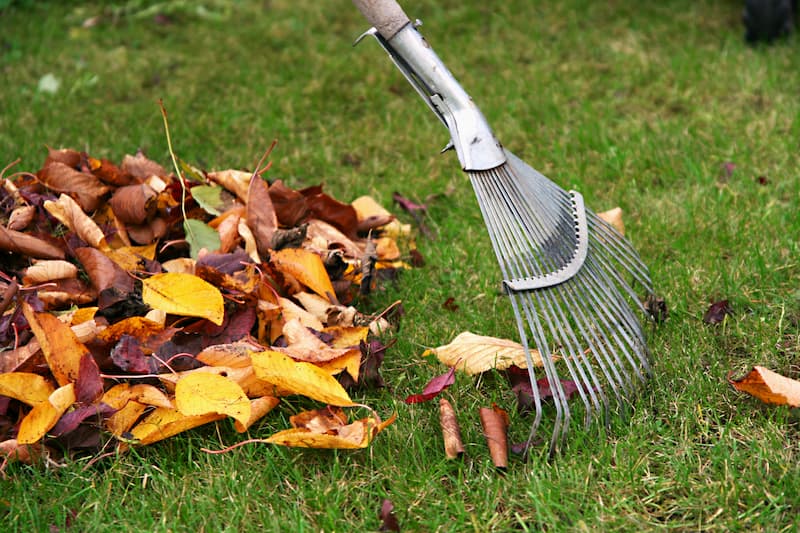 Leaf Removal